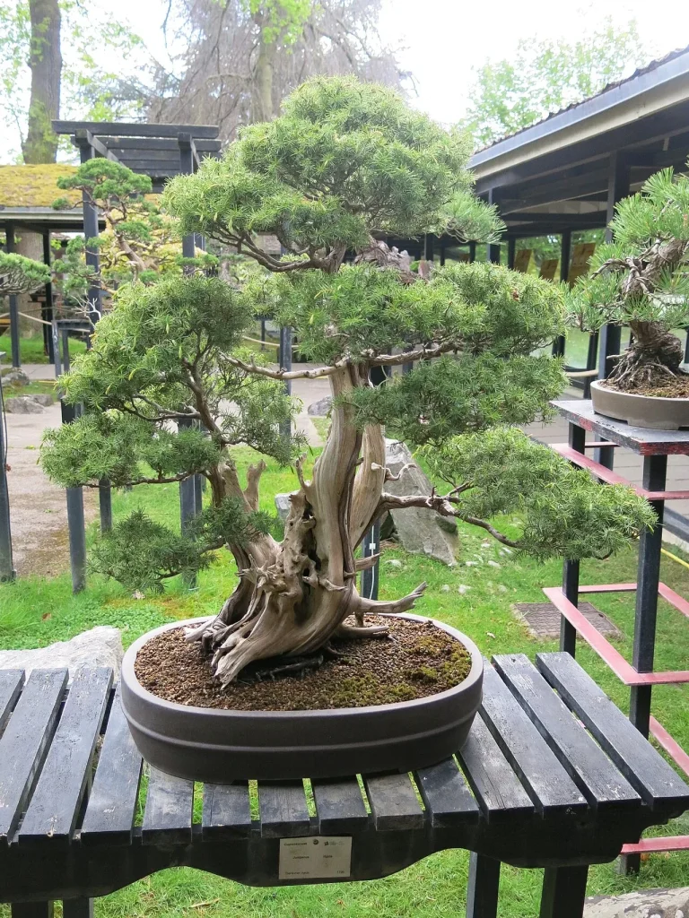 Un genévrier en bonsaï, arbre qui passe l'hiver dehors