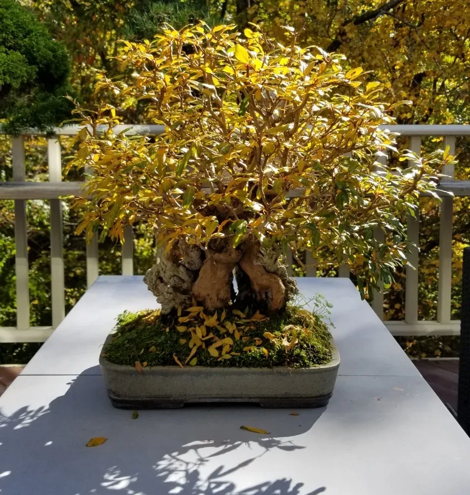 Un bonsaï de grenadier aux couleurs d'automne