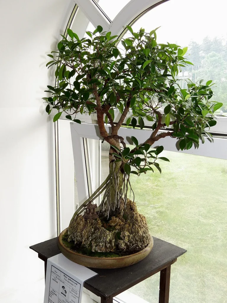 Un ficus en bonsaï, arbre d'intérieur qui craint le gel