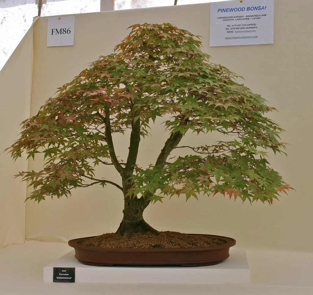 Un érable du Japon en bonsaï, à garder dehors en automne