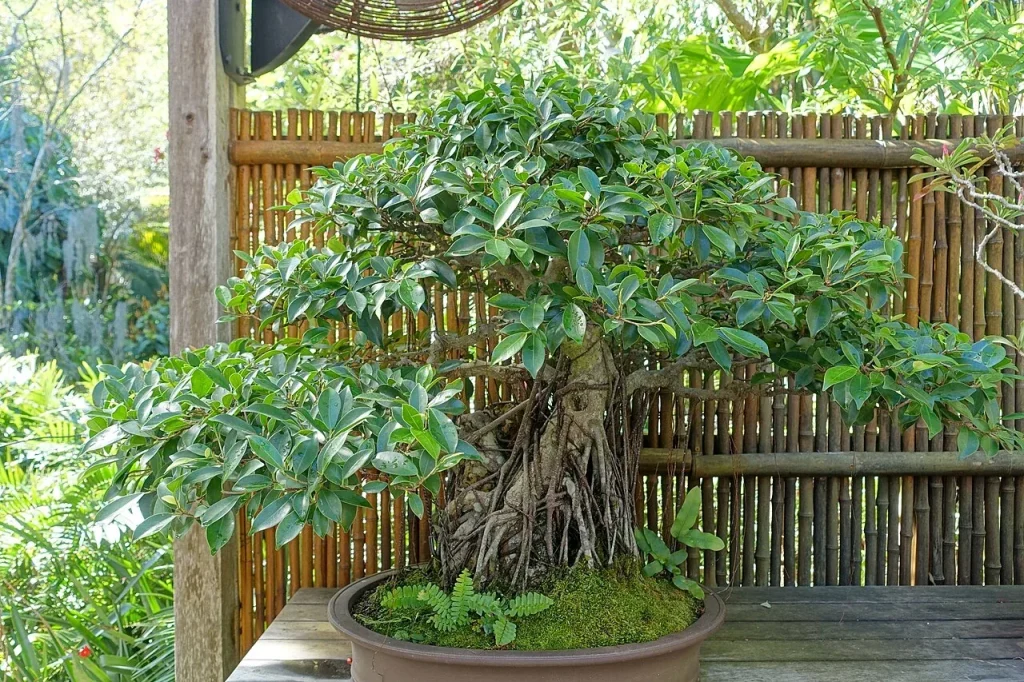 Un ficus microcarpa conduit en bonsaï, au feuillage dense et persistant