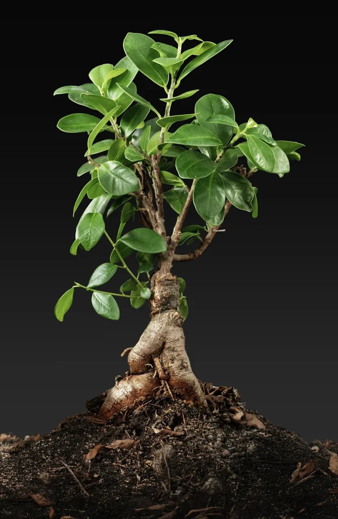 Le ficus « ginseng » : des racines épaissies et mises à nu sous un petit houppier