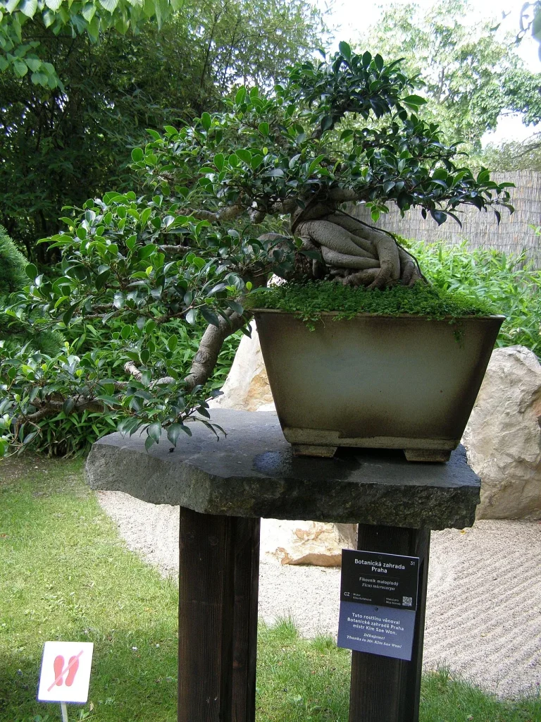 Ficus microcarpa en bonsaï : le tronc s'épaissit avec les années de culture