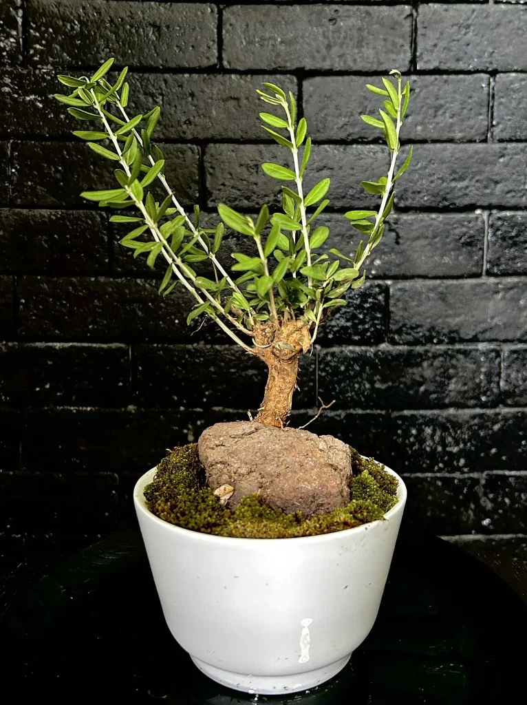 Un olivier cultivé en bonsaï