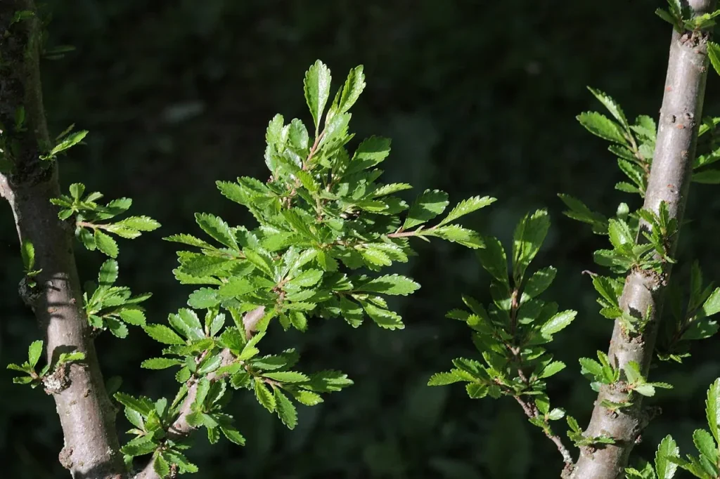 Petites feuilles brillantes et écorce qui s'écaille : les signes de l'orme de Chine