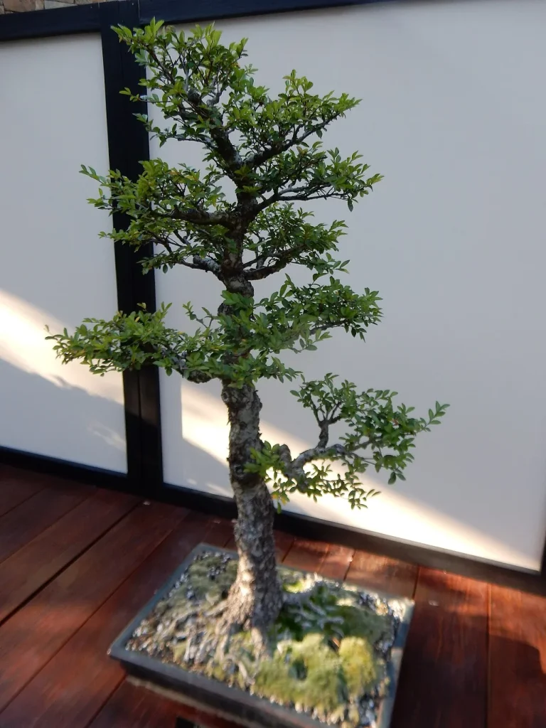 Un orme de Chine en bonsaï à l'automne, cultivé en extérieur