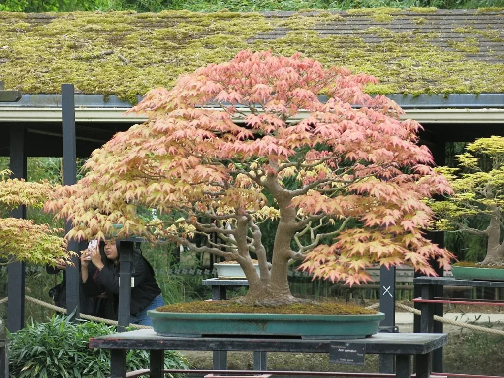Érable du Japon en bonsaï exposé au Parc floral de Vincennes